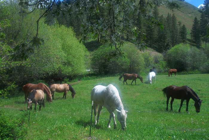 horses