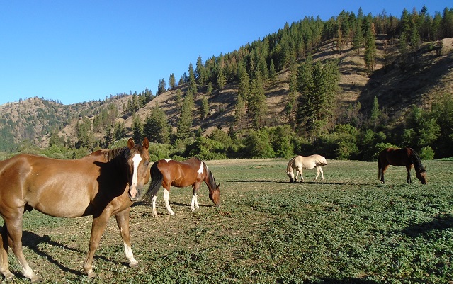 Koně na ranči Eagle Creek